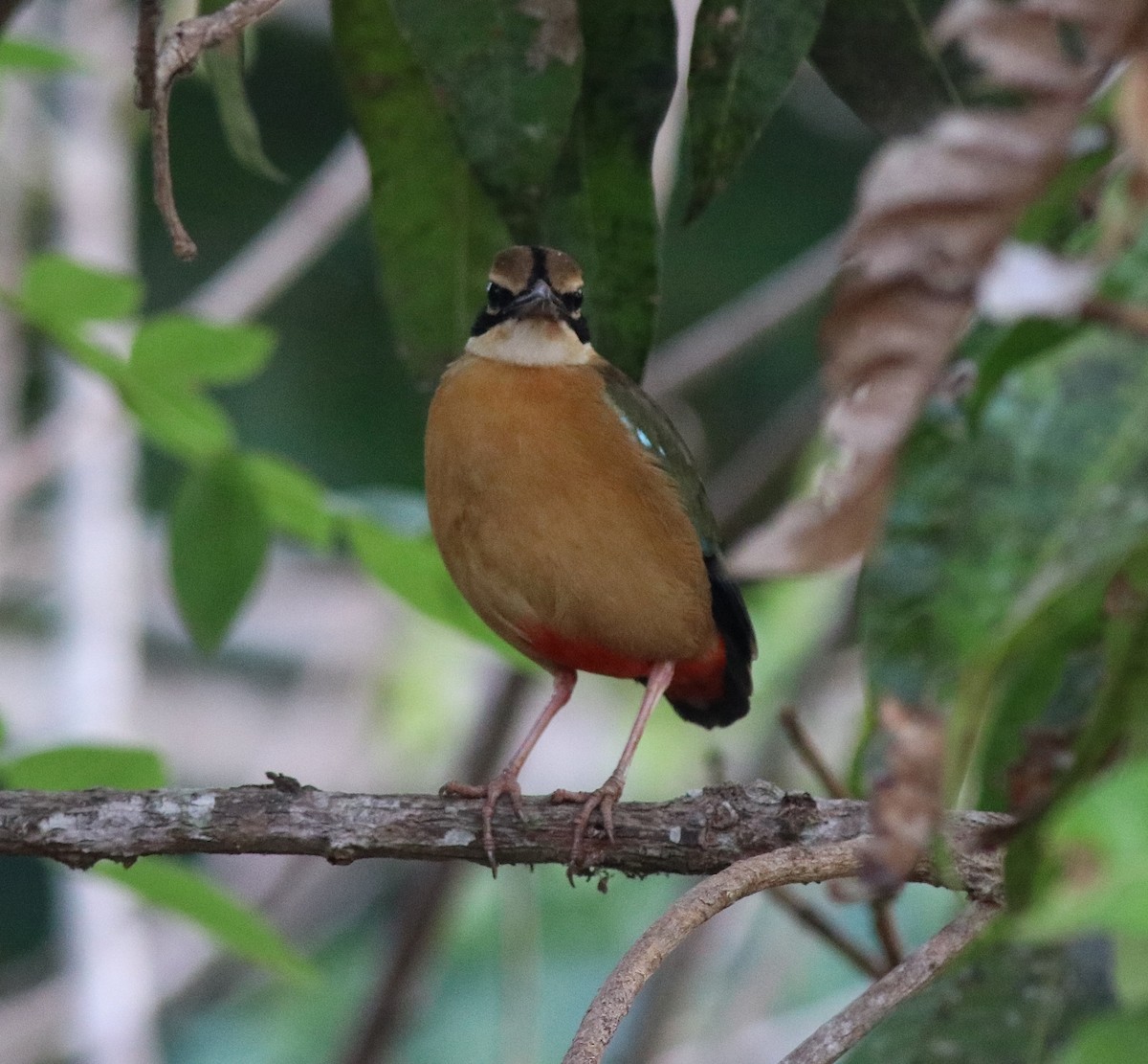 Indian Pitta - ML582440931