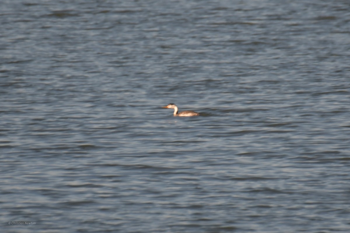 Clark's Grebe - ML582441411