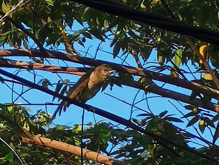 Thick-billed Warbler - ML582442621