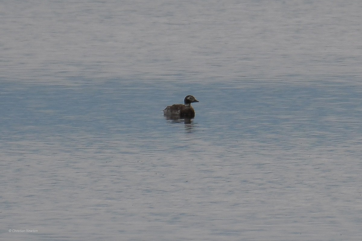 Long-tailed Duck - Christian Newton