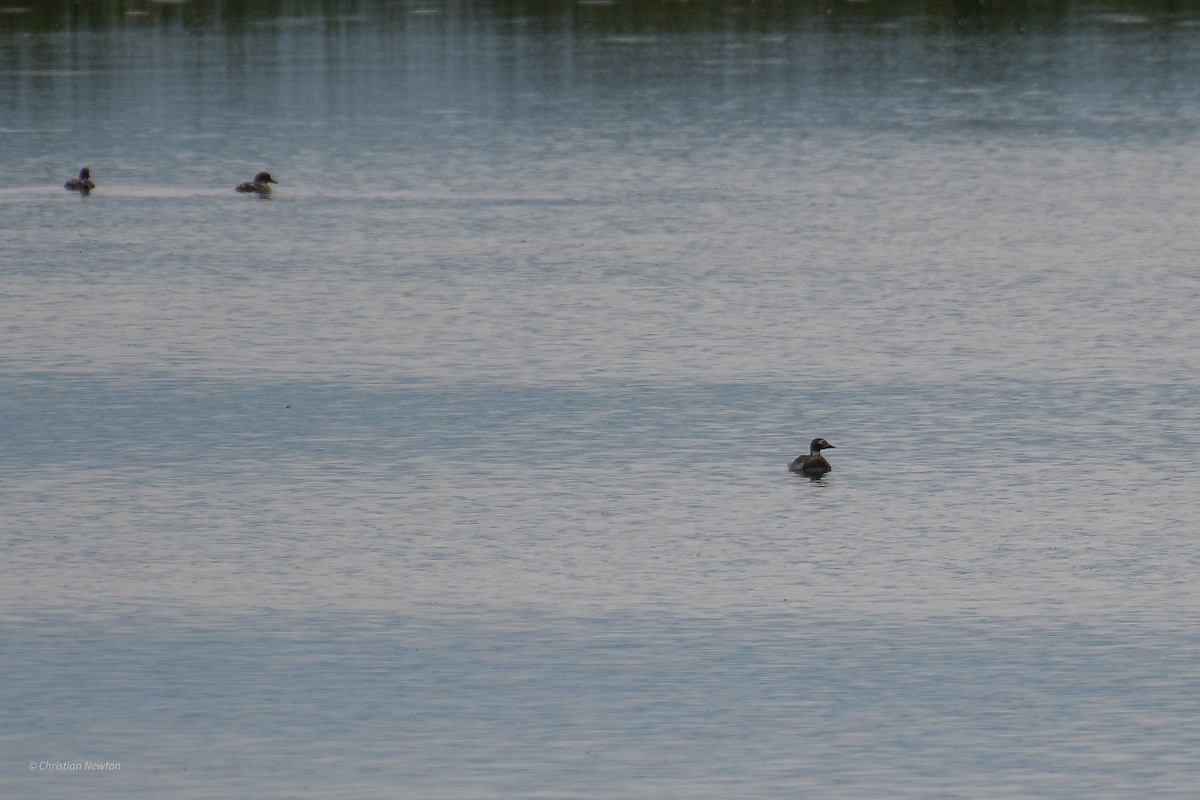 Long-tailed Duck - Christian Newton