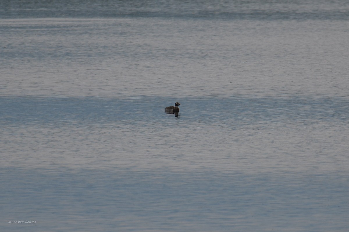 Long-tailed Duck - Christian Newton