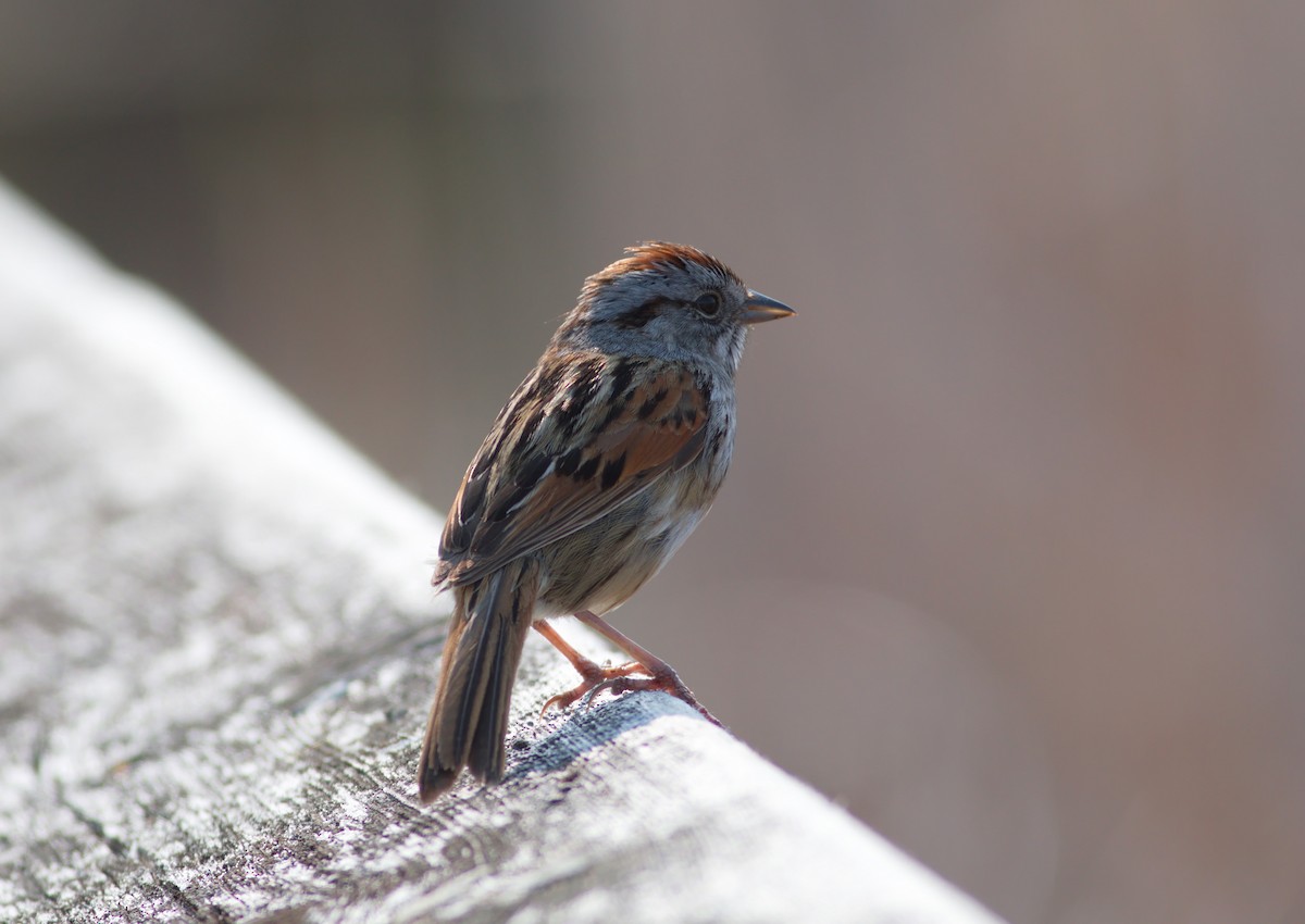 Swamp Sparrow - ML582443081