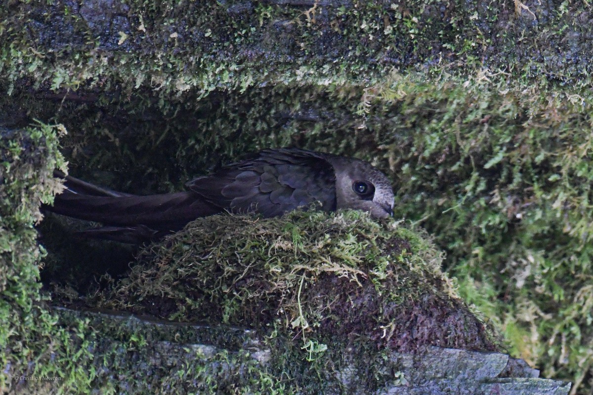 クロムジアマツバメ - ML582443261