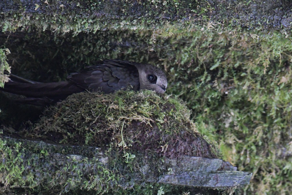 クロムジアマツバメ - ML582443291