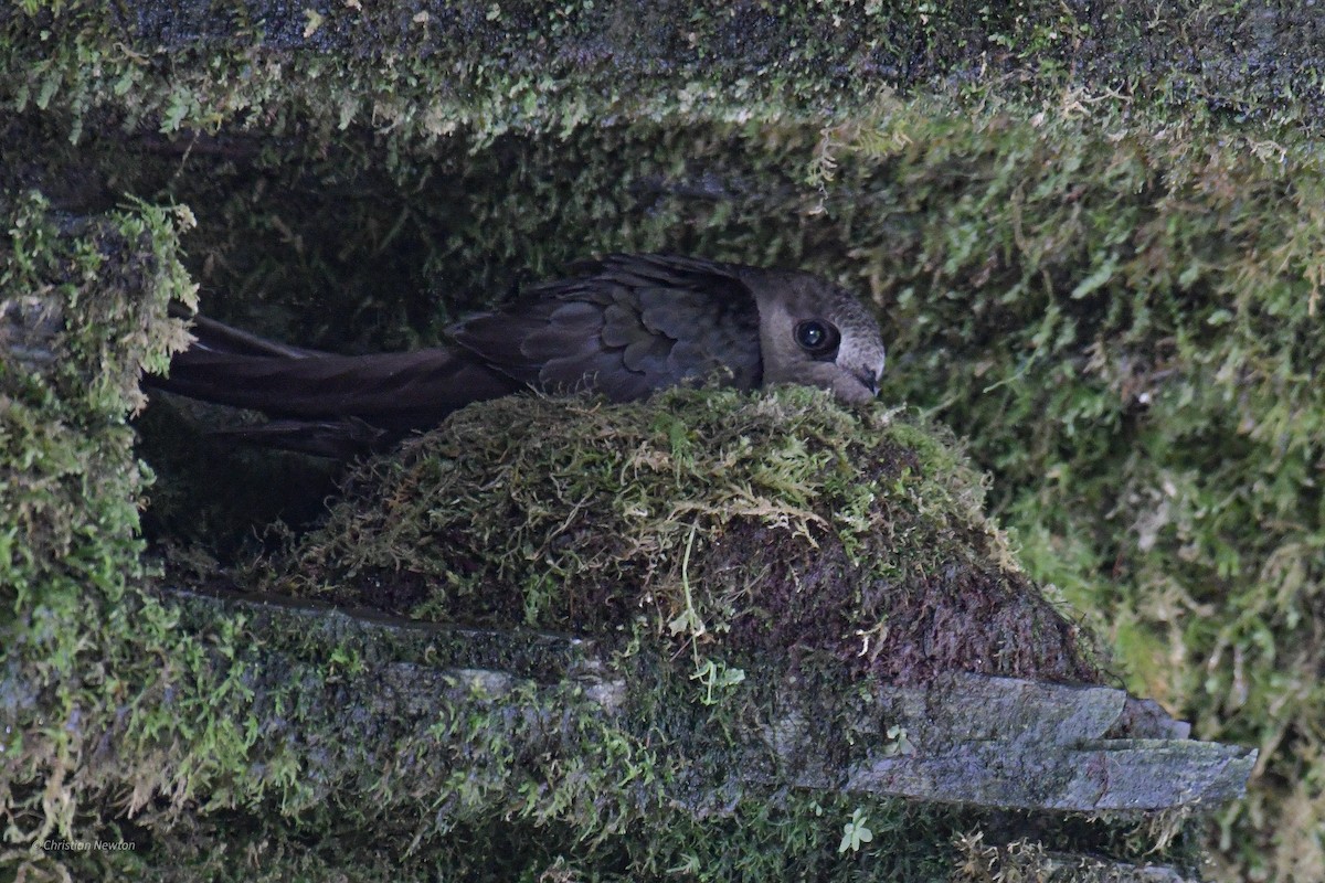 クロムジアマツバメ - ML582443371