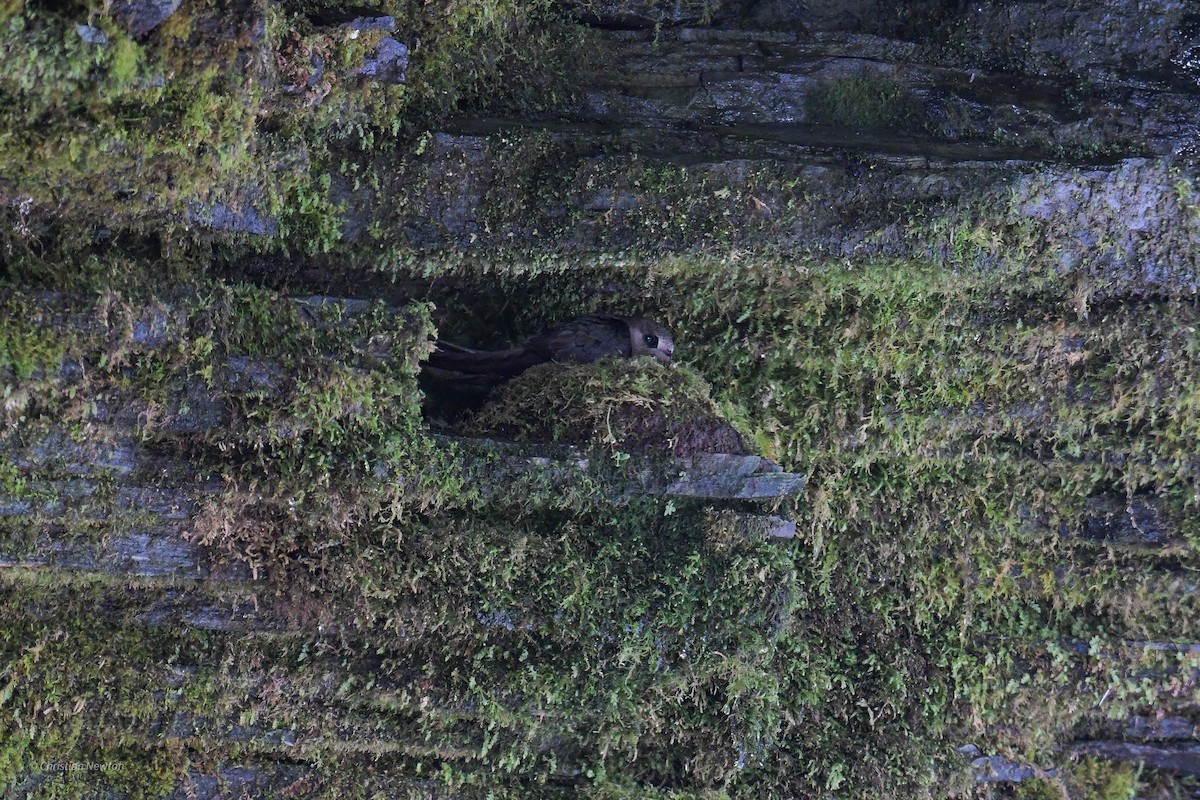 Black Swift - ML582443391