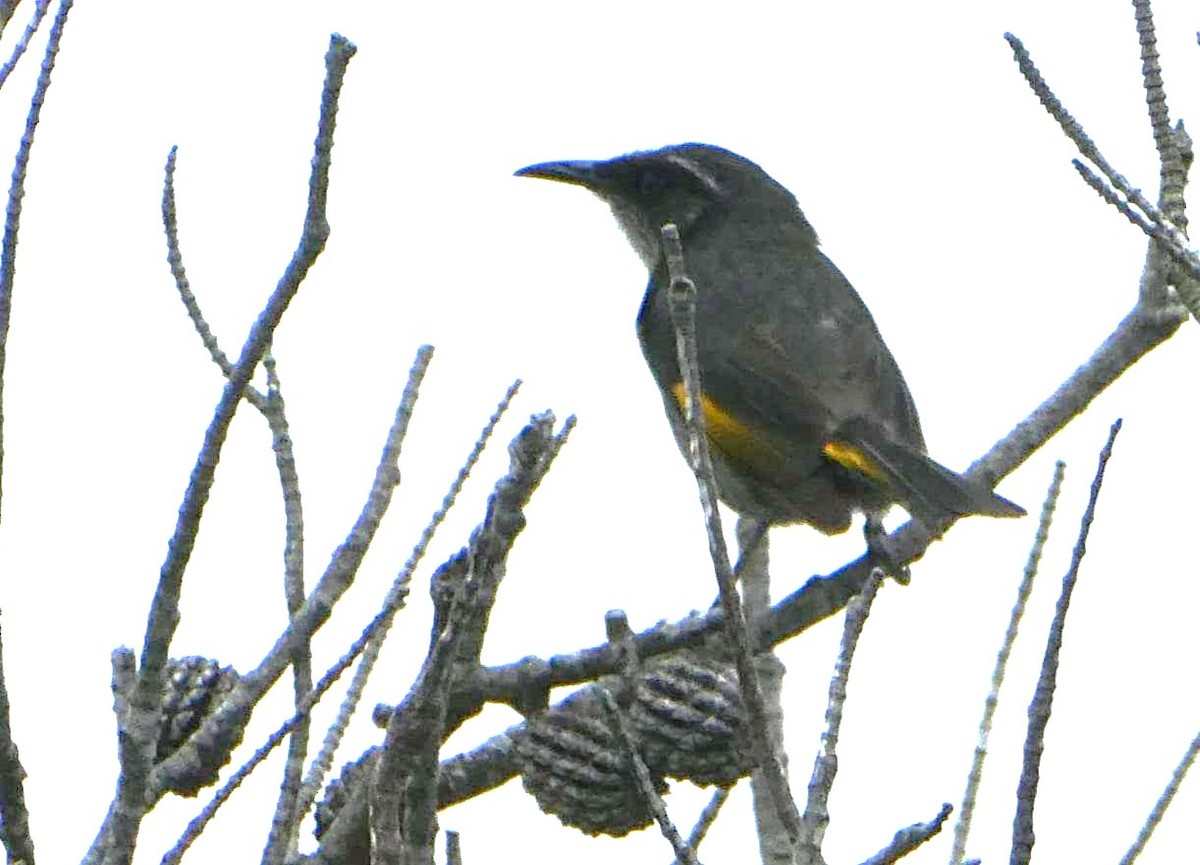 Crescent Honeyeater - ML582443411