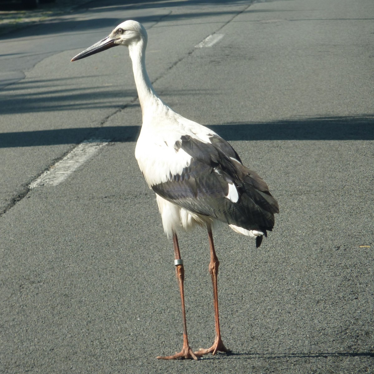 White Stork - ML582443971