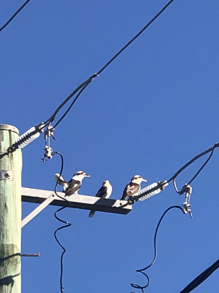 Laughing Kookaburra - ML582444131