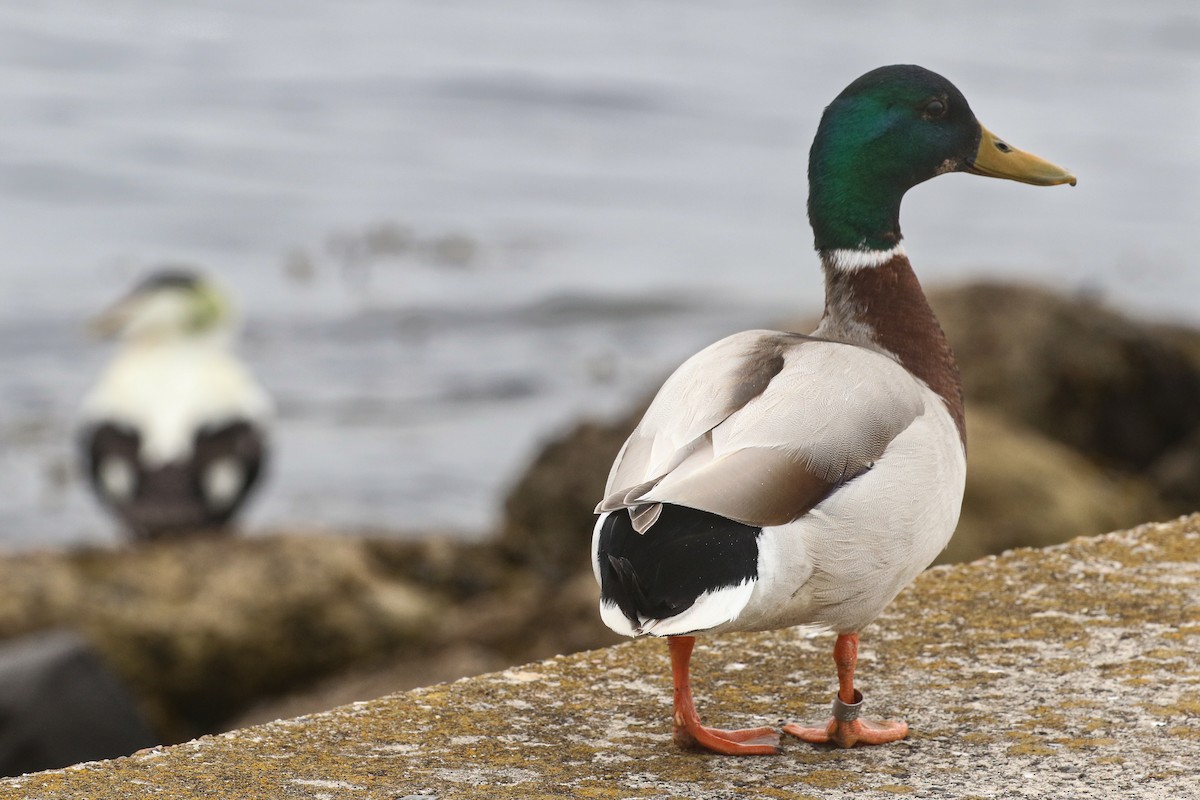 Canard colvert - ML582444361