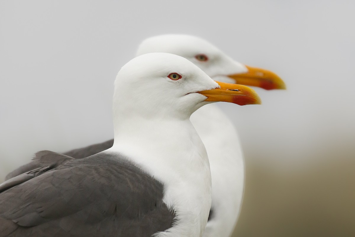 Lesser Black-backed Gull - Frank Thierfelder