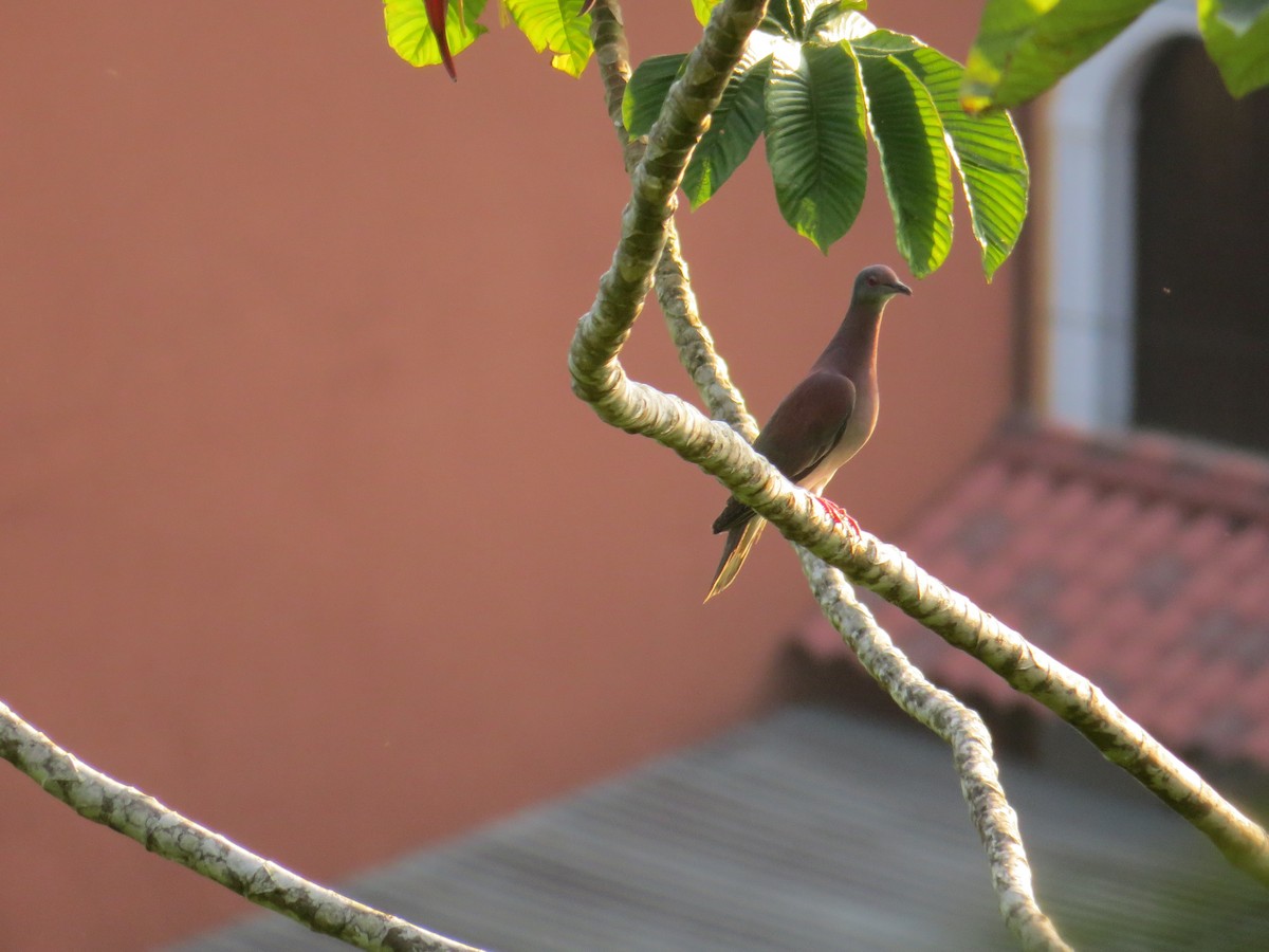 Pale-vented Pigeon - ML58244521