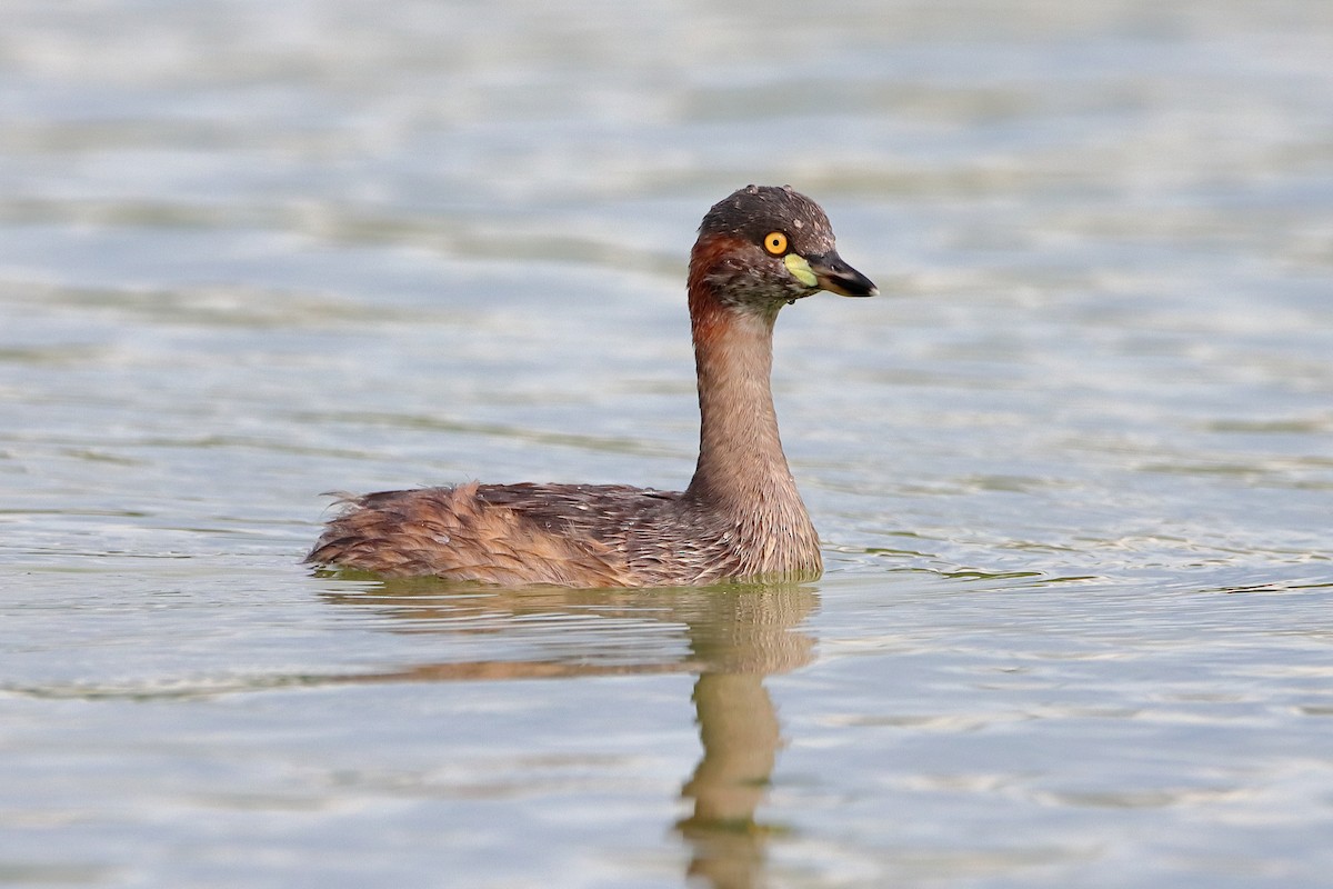 Australasian Grebe - ML582445771