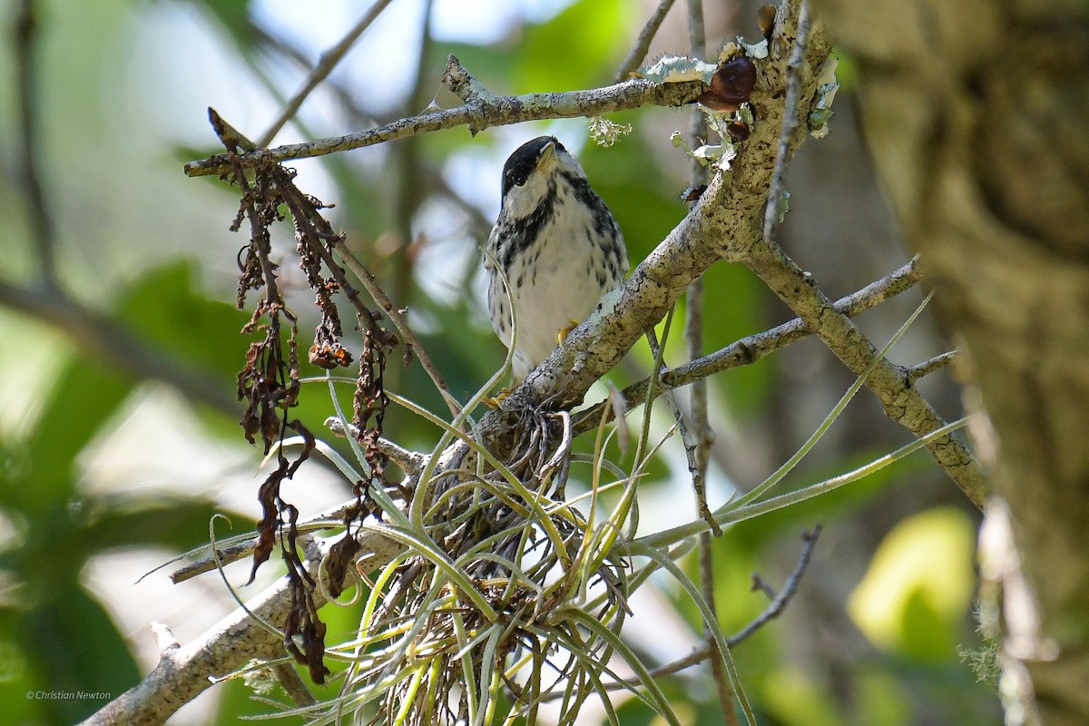 Blackpoll Warbler - ML582446061