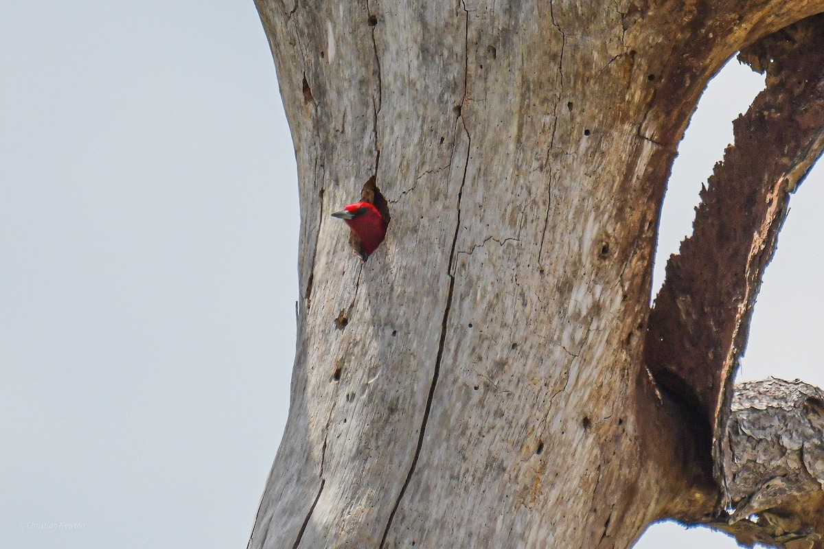 Red-headed Woodpecker - Christian Newton