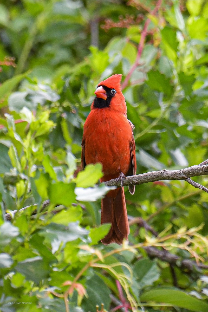 Northern Cardinal - ML582446951