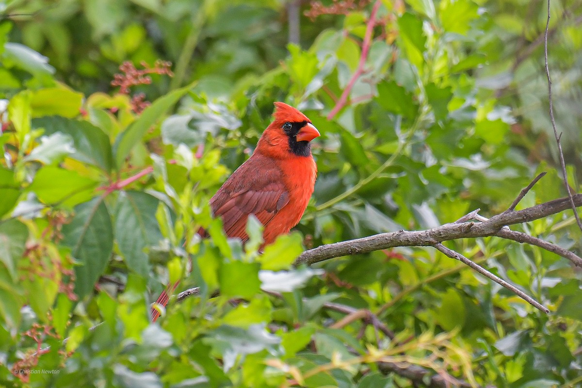 Northern Cardinal - ML582446971