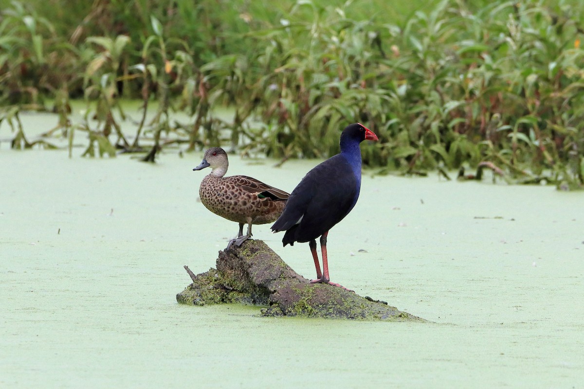 Australasian Swamphen - Rolo Rodsey