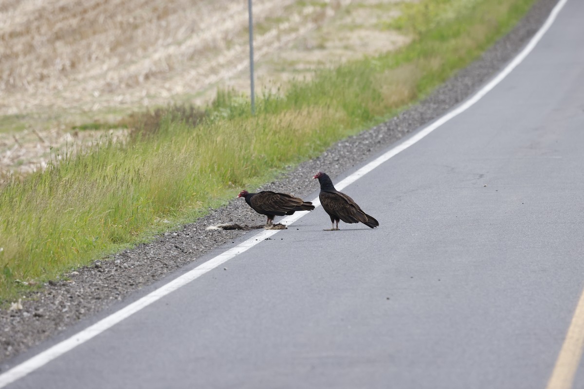 Turkey Vulture - ML582447761