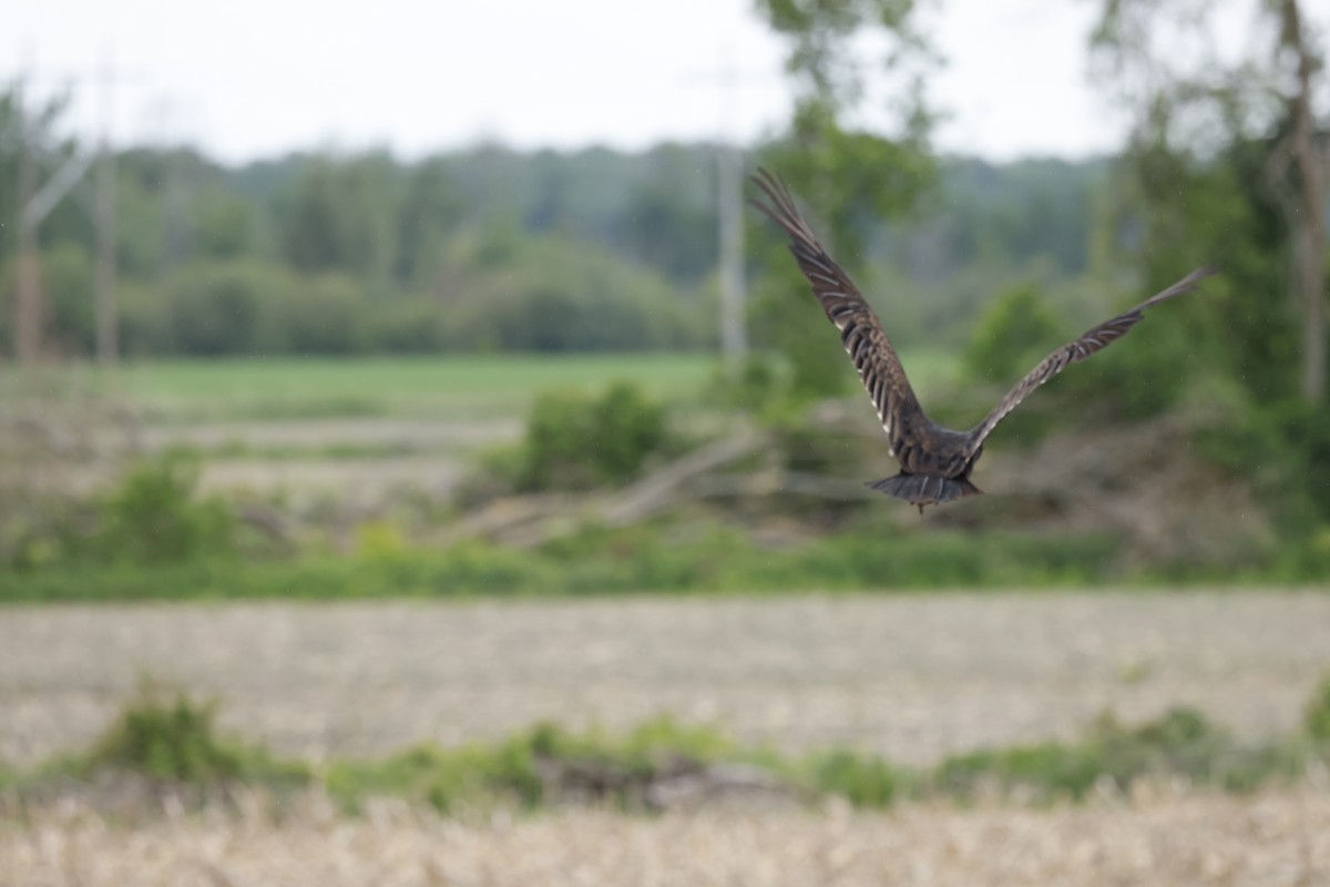 Turkey Vulture - ML582448171