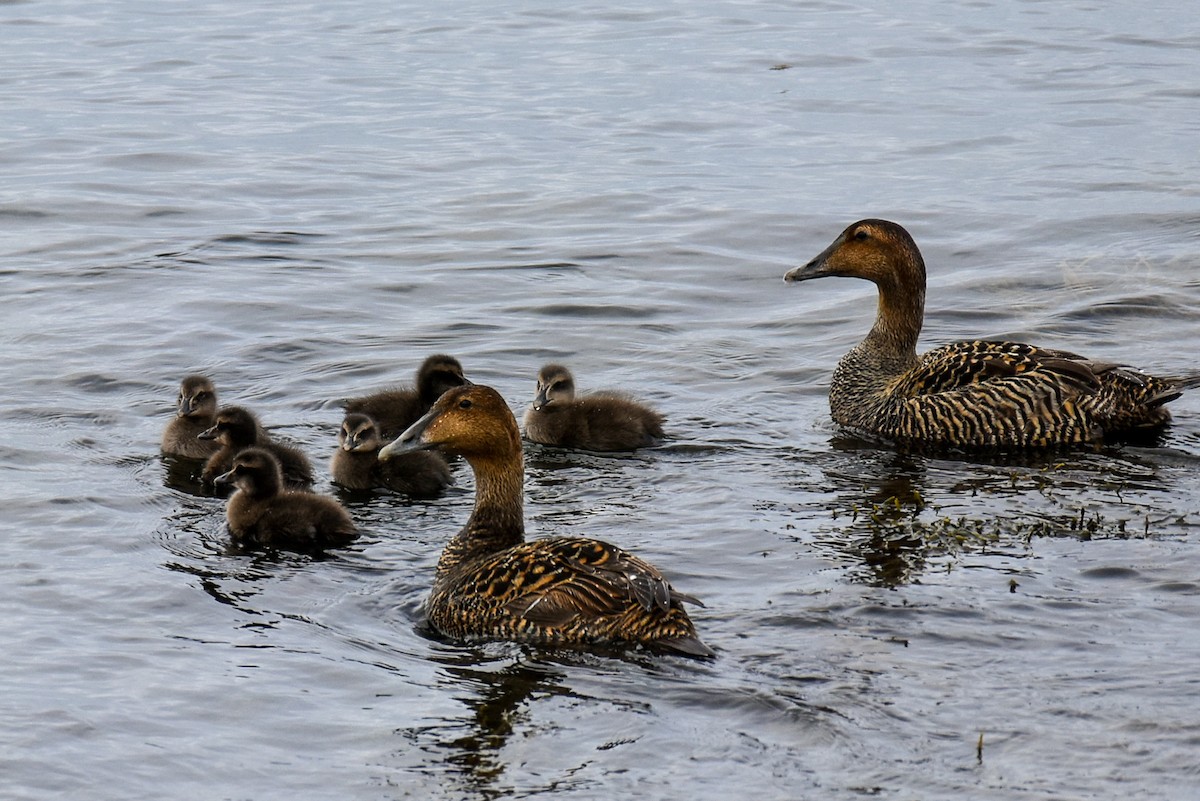 Common Eider - Amanda McFarland