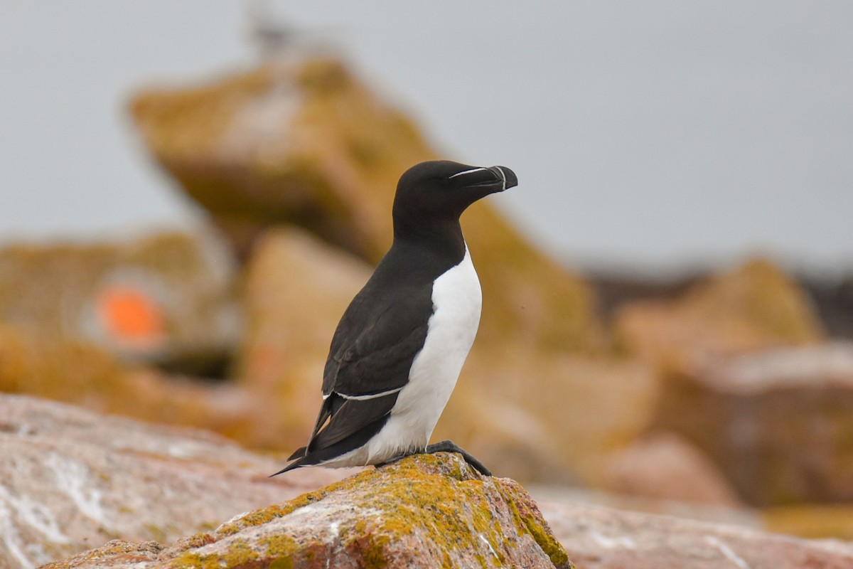 Razorbill - Amanda McFarland