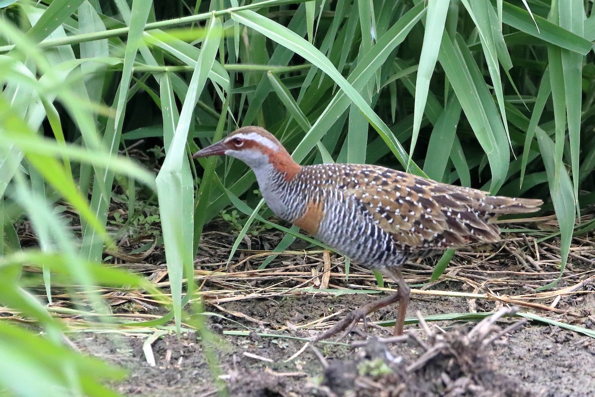 Buff-banded Rail - ML582448661