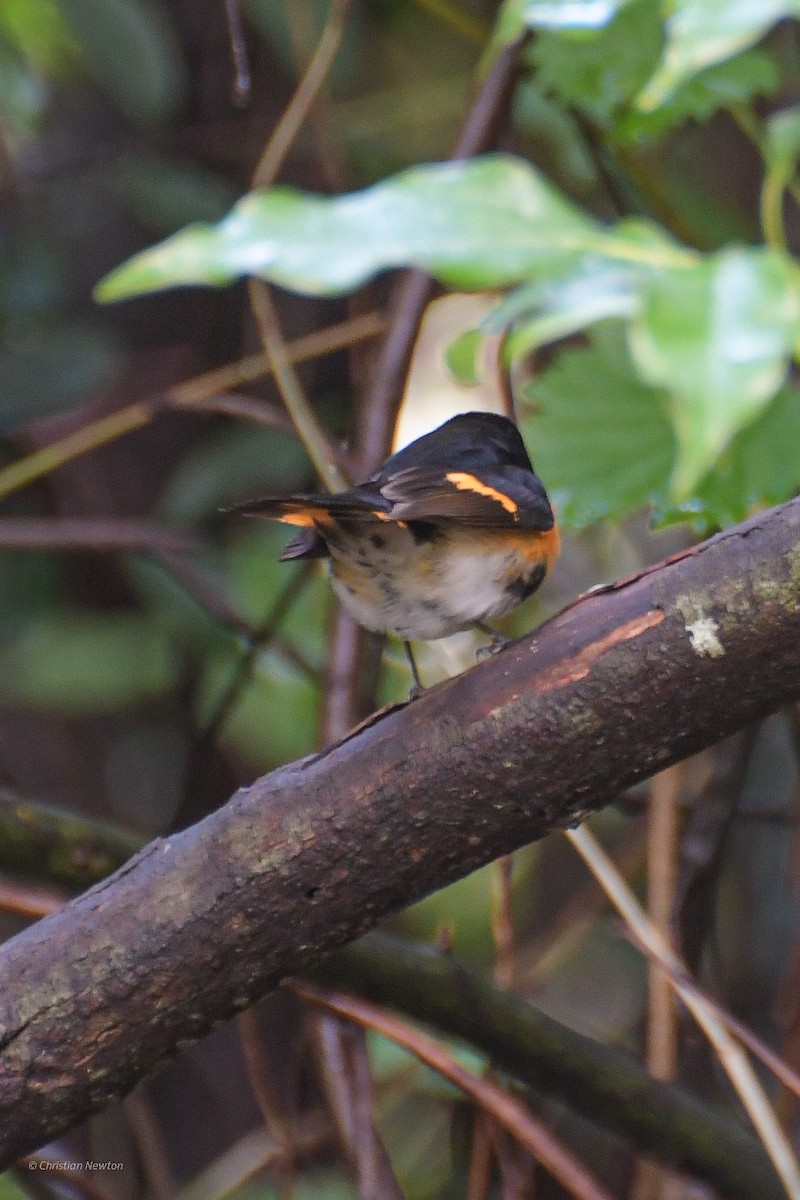 American Redstart - ML582449241