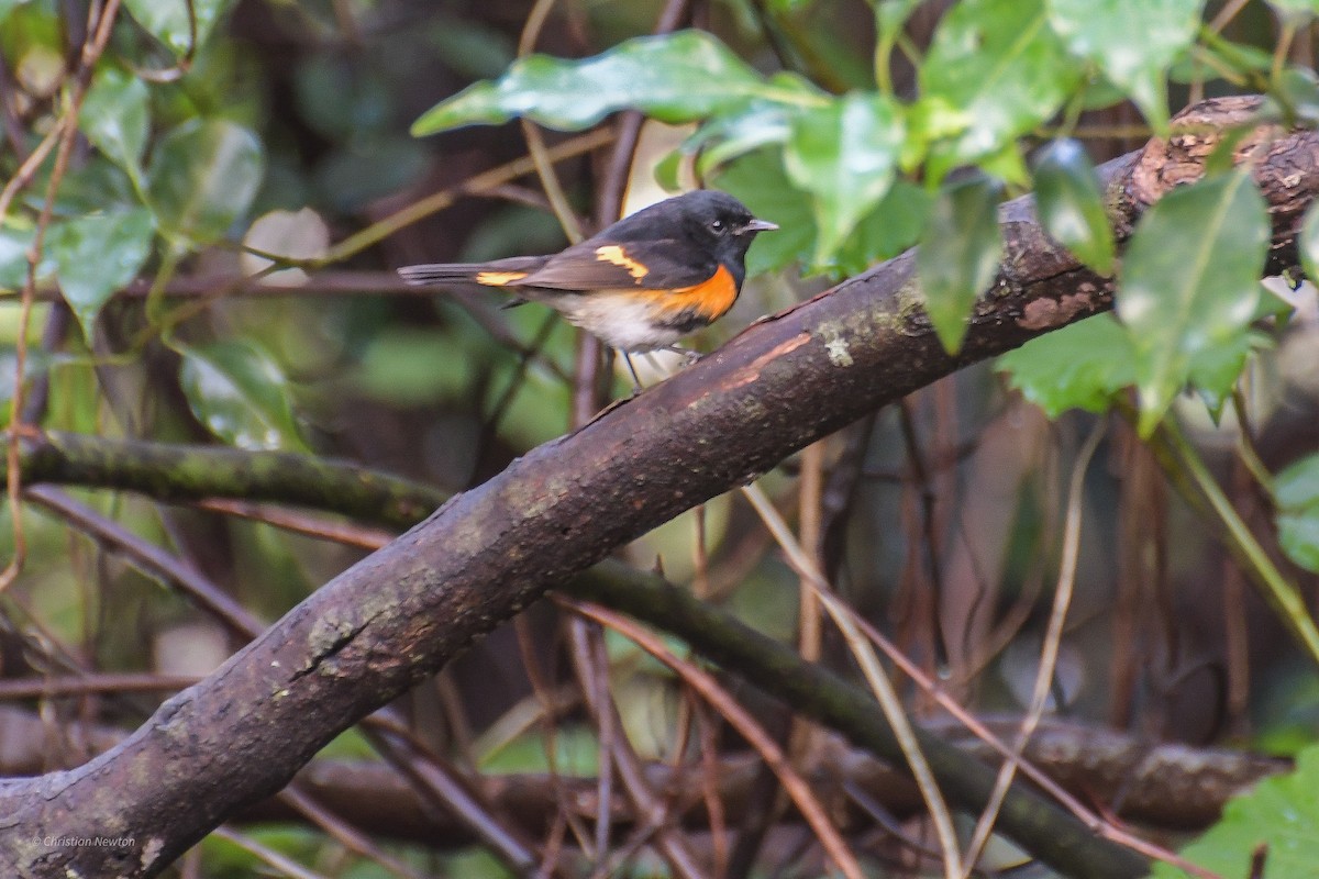 American Redstart - ML582449251