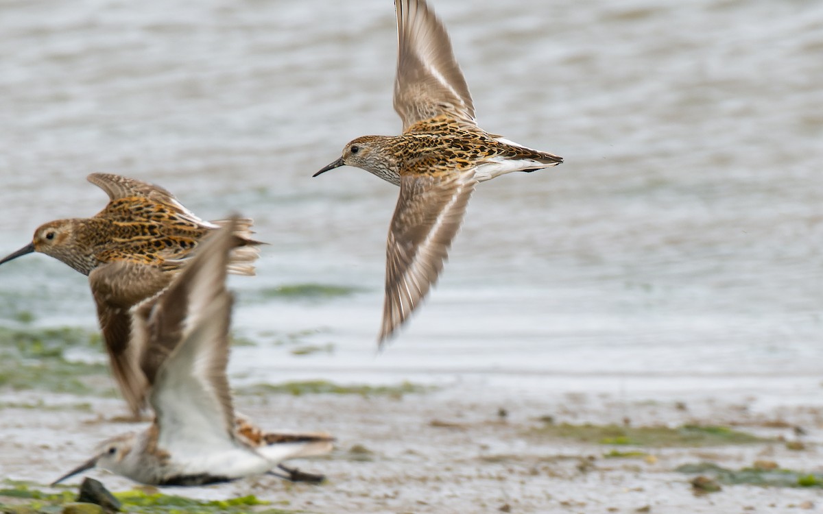 Dunlin (arctica) - Peter Kennerley