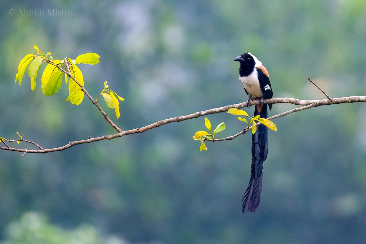 White-bellied Treepie - ML582450781