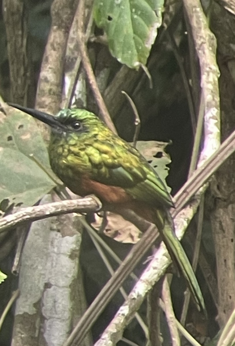 Bluish-fronted Jacamar - ML582451401