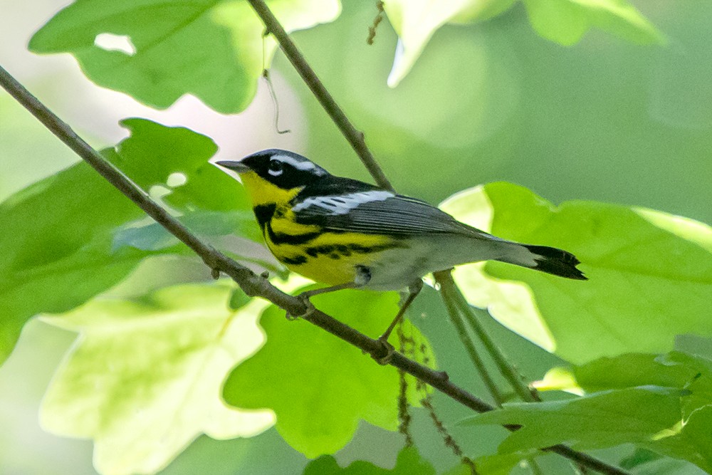 Magnolia Warbler - ML58245171