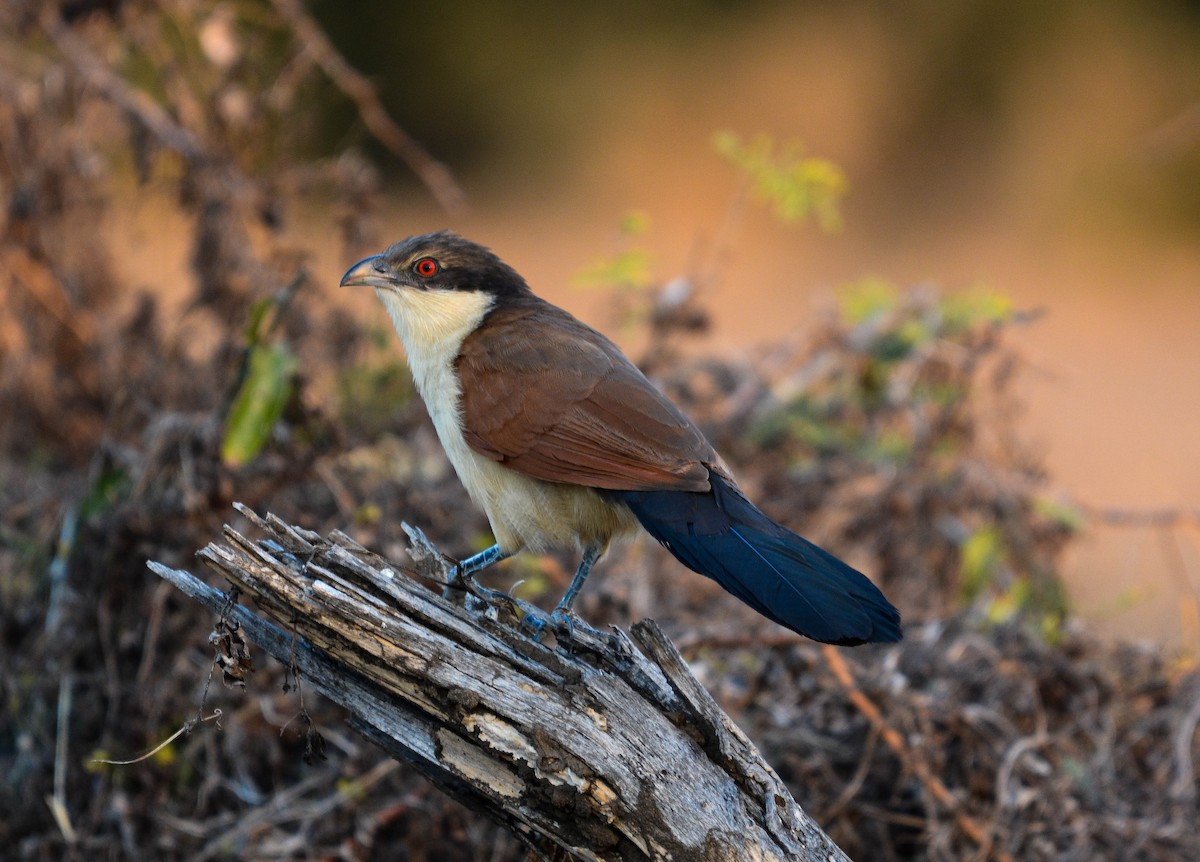 Senegal Coucal - ML582452881