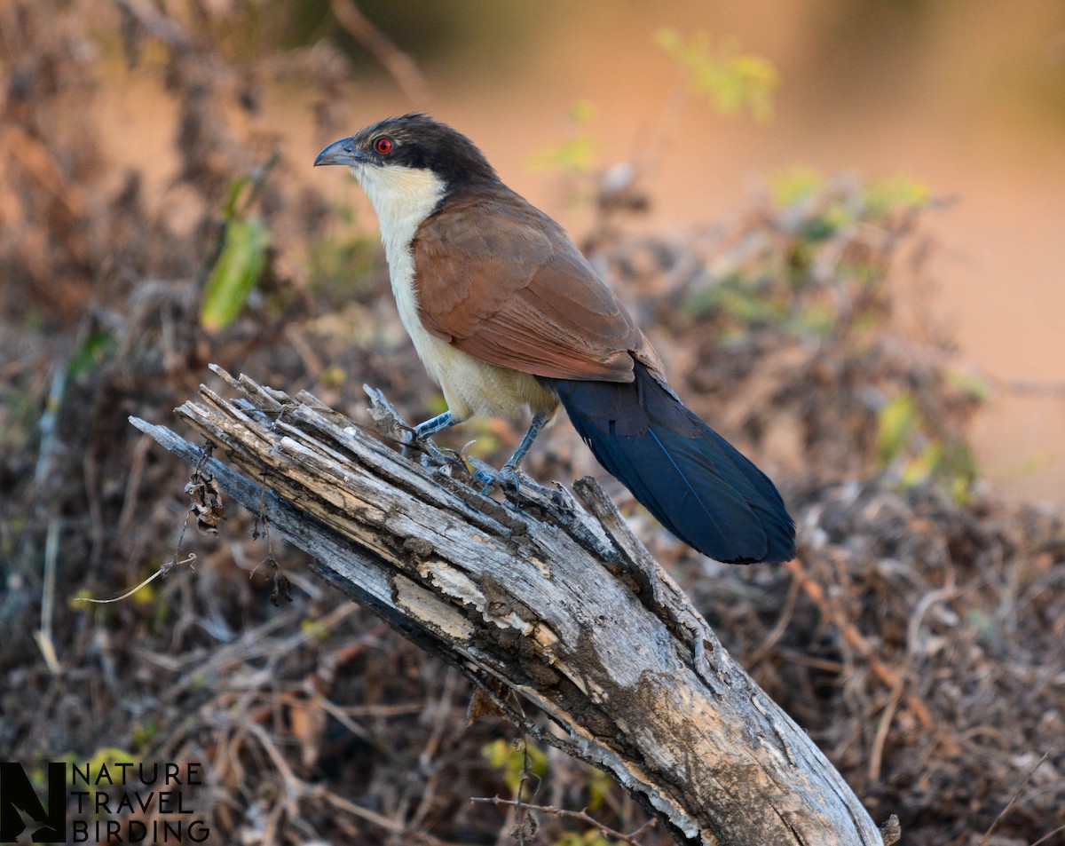 Senegal Coucal - Marc Cronje- Nature Travel Birding