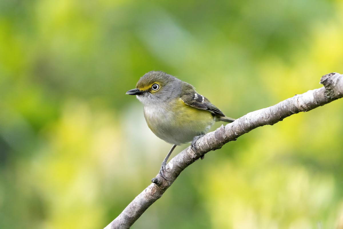 Vireo Ojiblanco - ML582453591