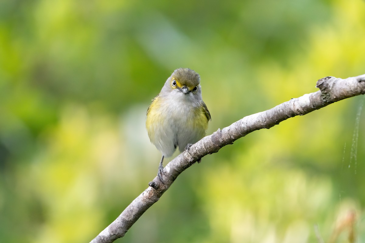 White-eyed Vireo - ML582453611