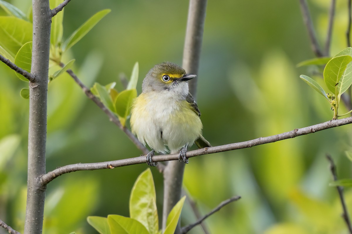 White-eyed Vireo - ML582453651