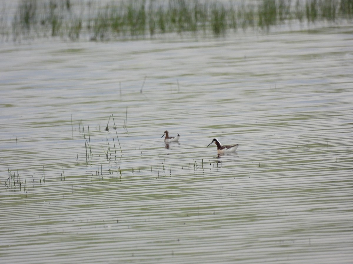 Wilson's Phalarope - ML582454741