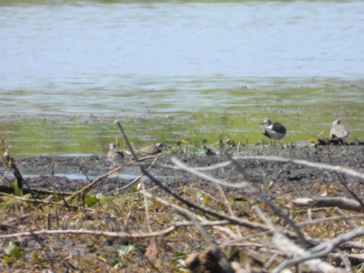 Semipalmated Plover - ML582455981