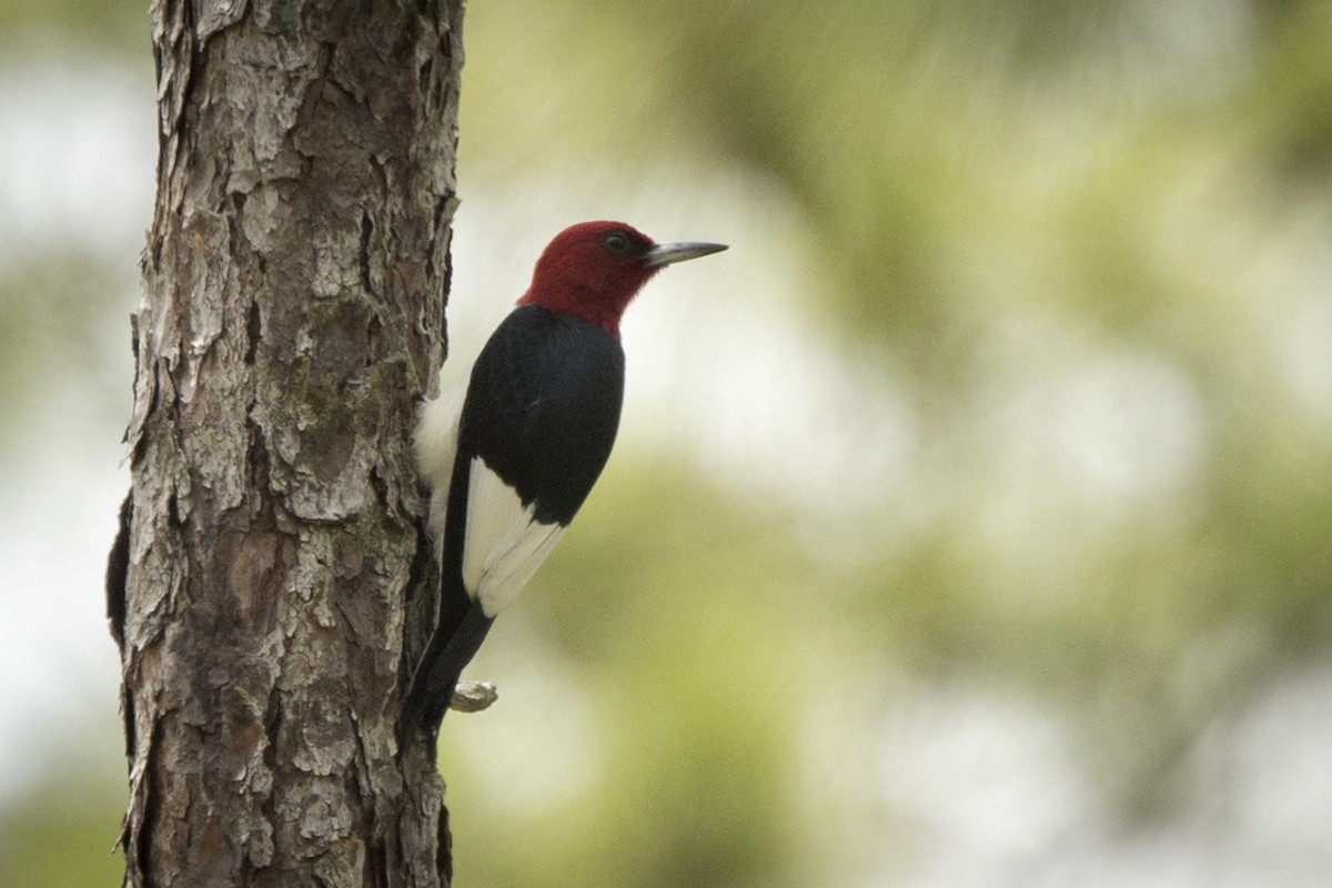 Red-headed Woodpecker - ML582456171