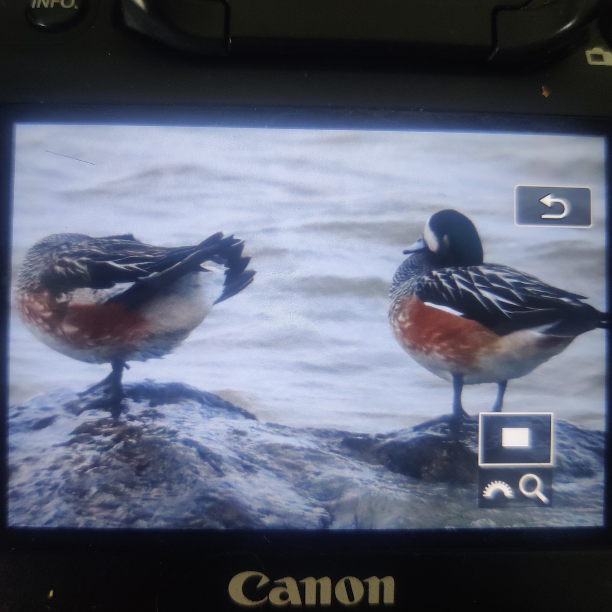 Chiloe Wigeon - ML582457171