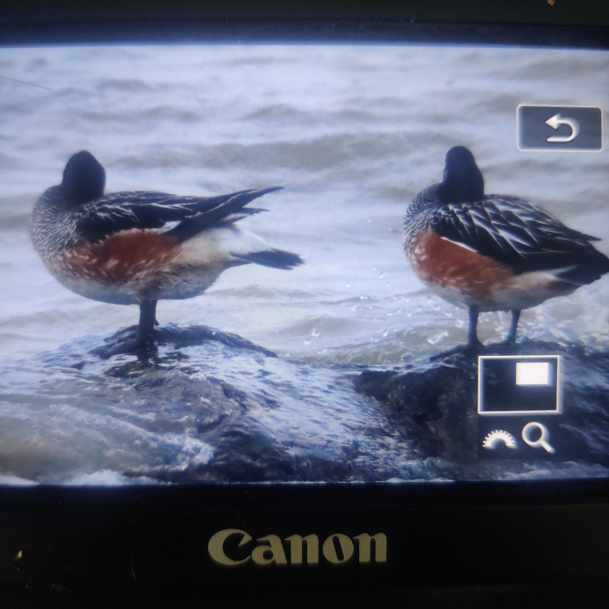 Chiloe Wigeon - ML582457281
