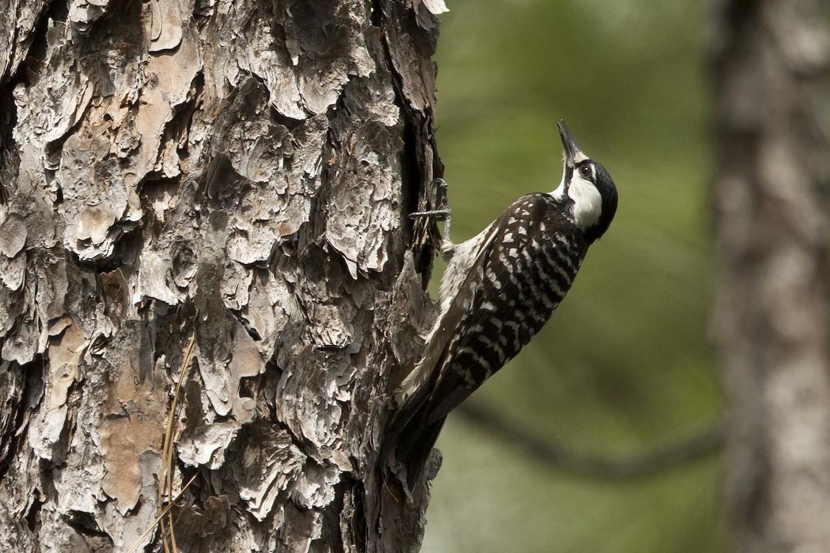 Red-cockaded Woodpecker - ML582457641