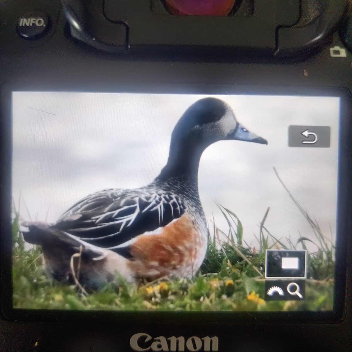 Chiloe Wigeon - ML582457661