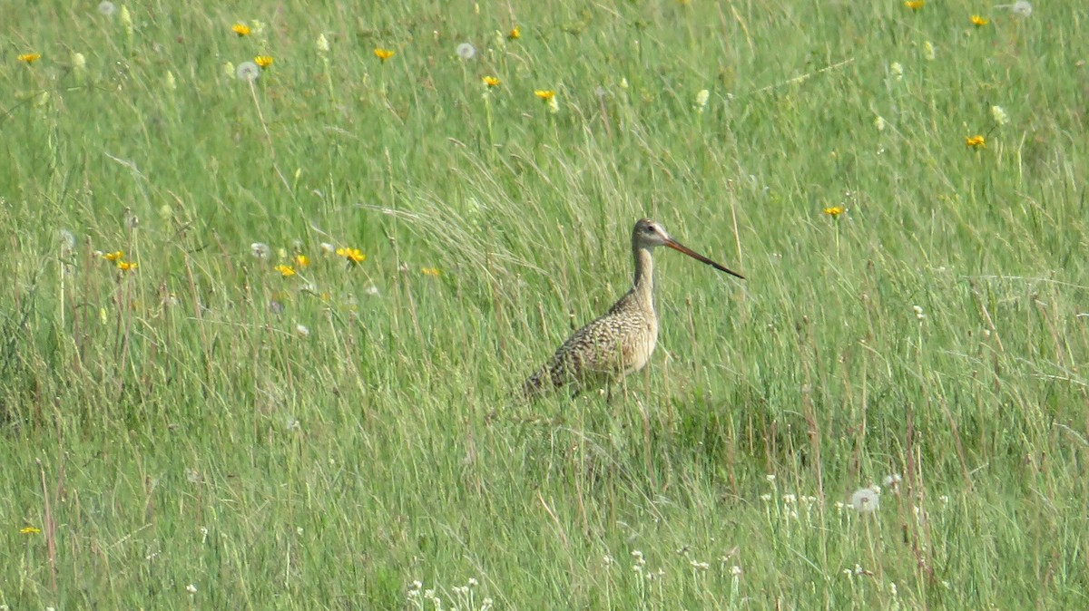 Marbled Godwit - ML582458011