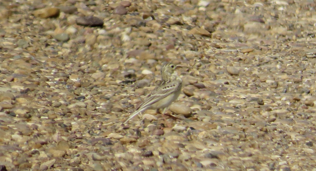 Sprague's Pipit - ML582458131