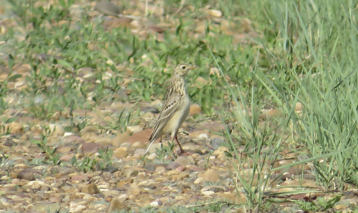 Sprague's Pipit - Angela Romanczuk