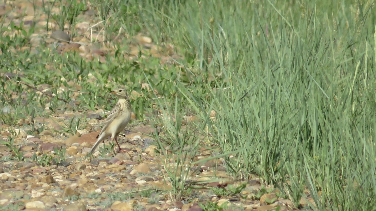 Sprague's Pipit - Angela Romanczuk